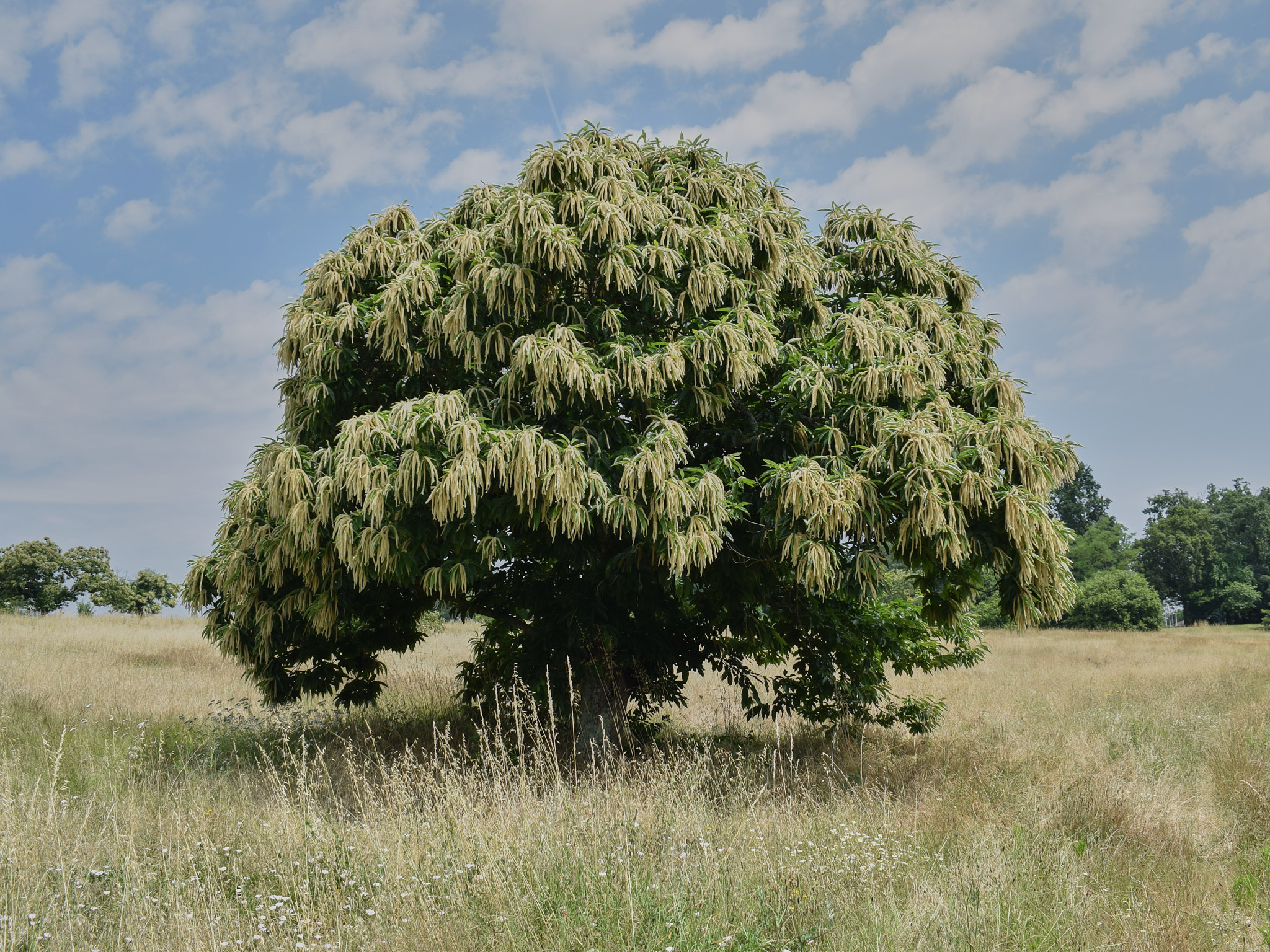 La floraison du châtaignier
