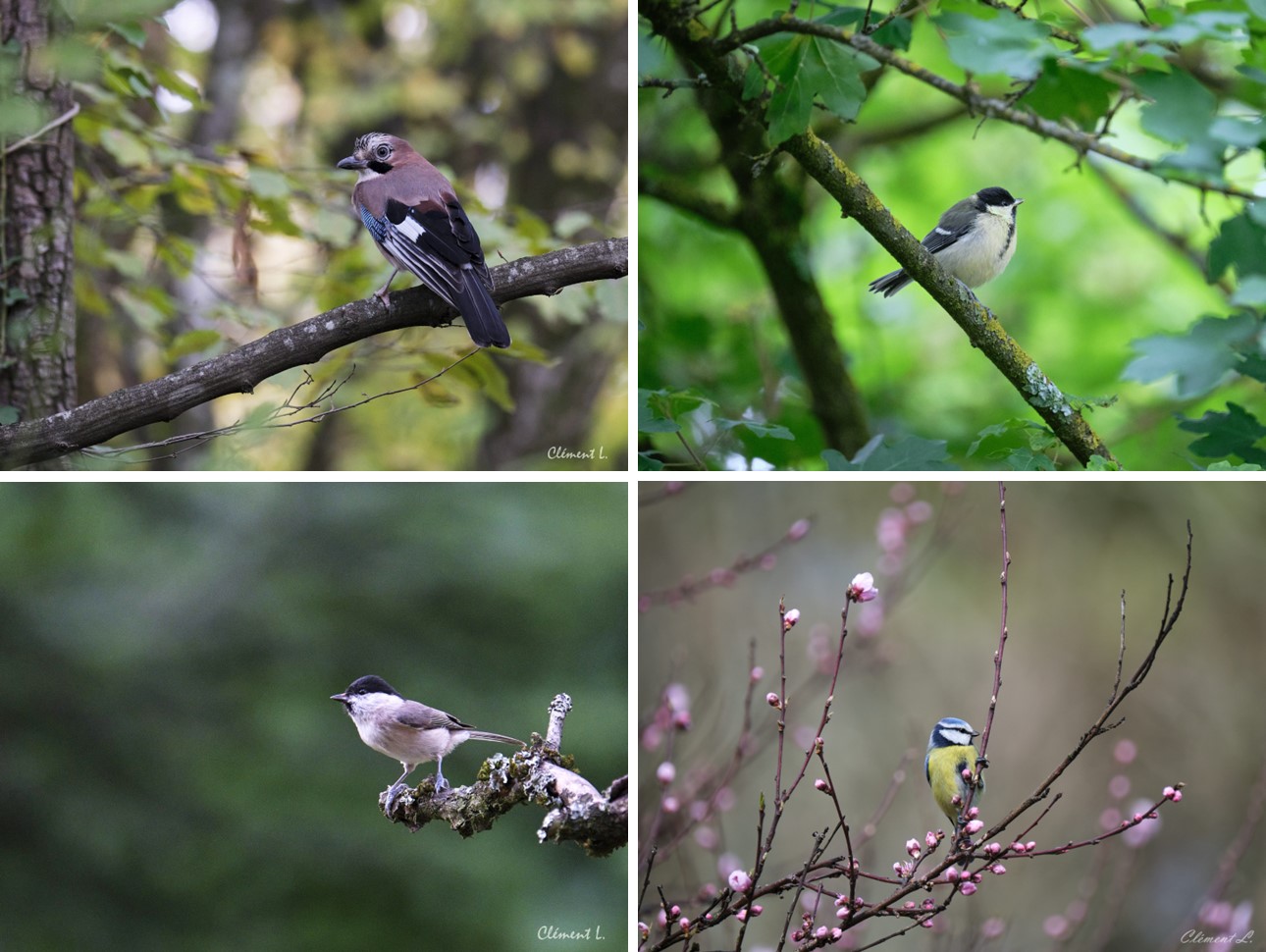 Mes photos d'oiseaux