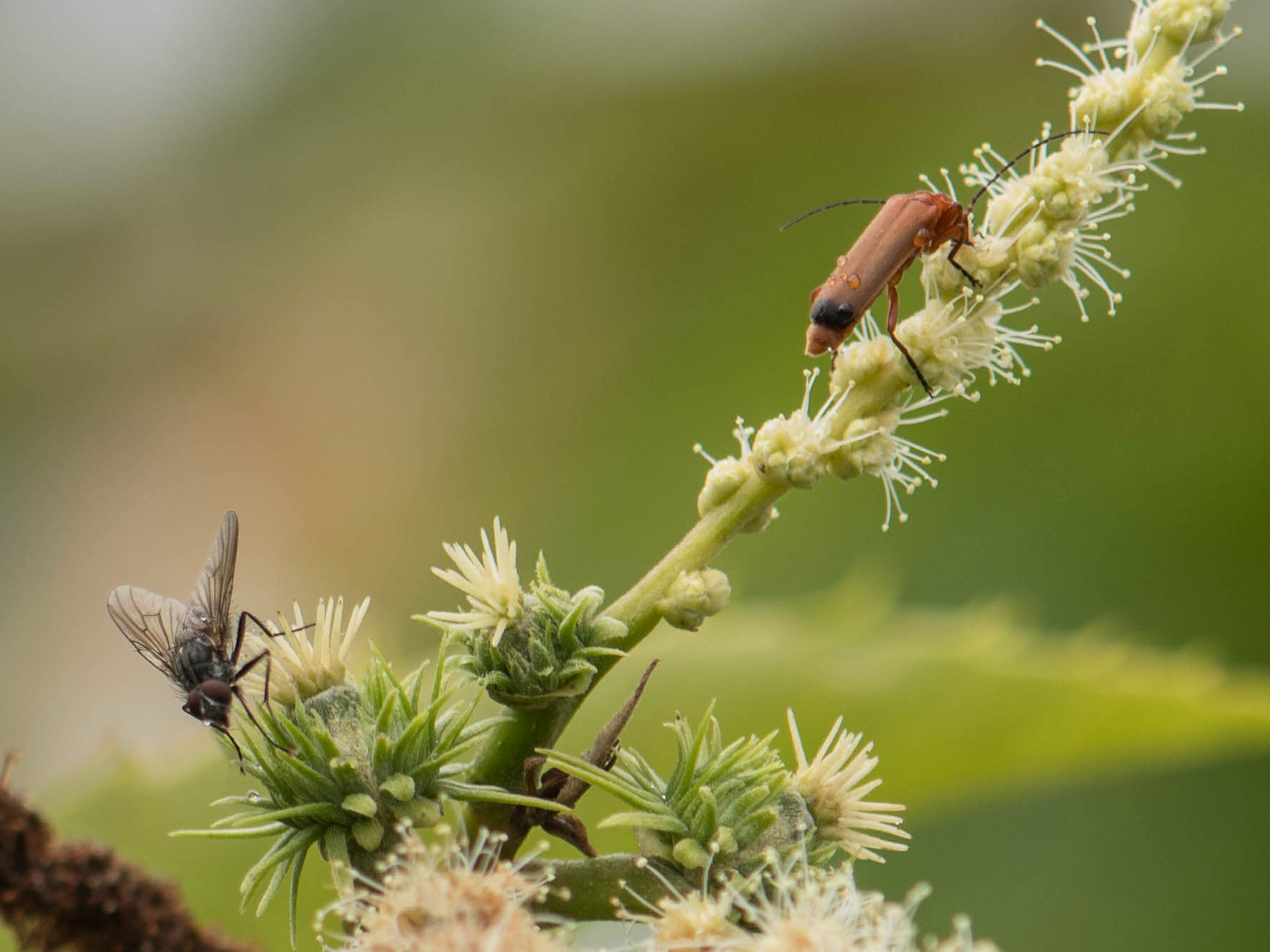 Les insectes pollinisateurs du châtaignier