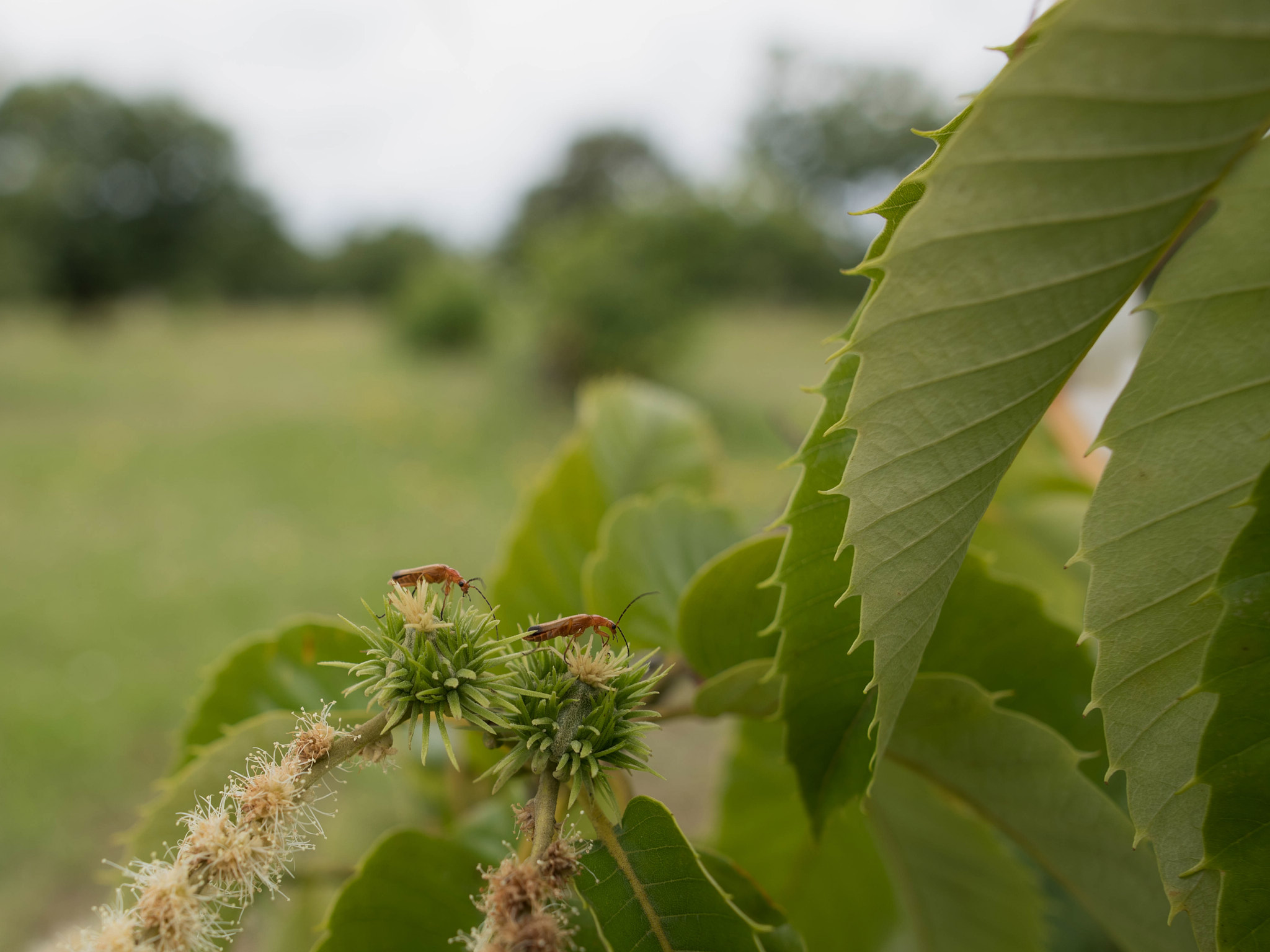 Chestnut field