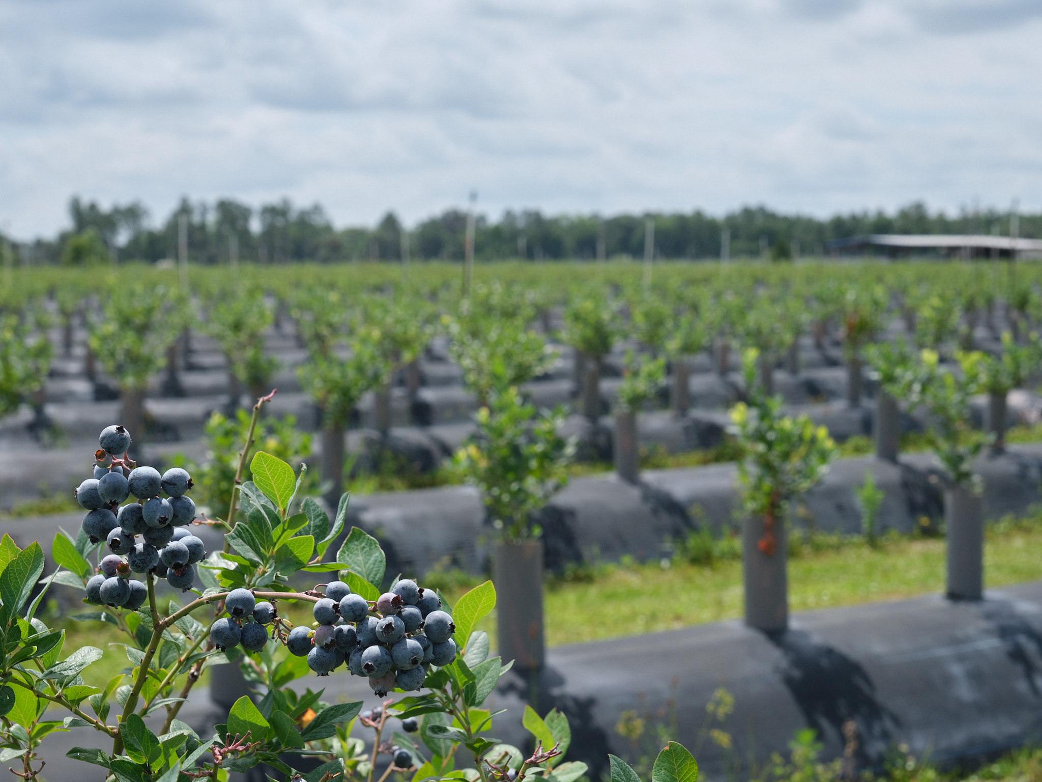 Blueberry field